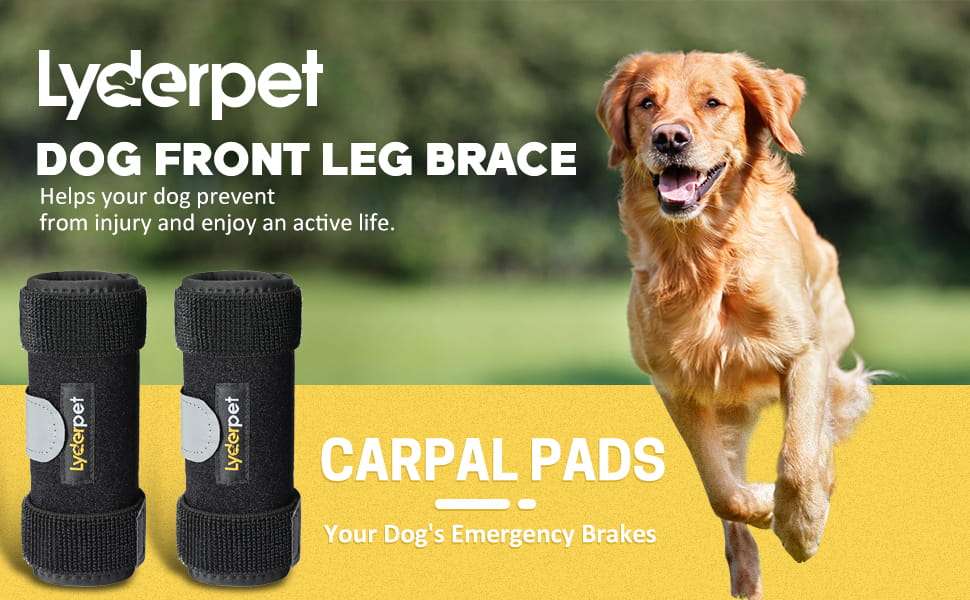 Ferula ortopedica perro pata delantera muñequera carpo soporte metal artritis