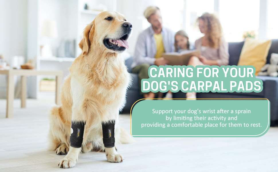 Ferula ortopedica perro pata delantera muñequera carpo soporte metal artritis