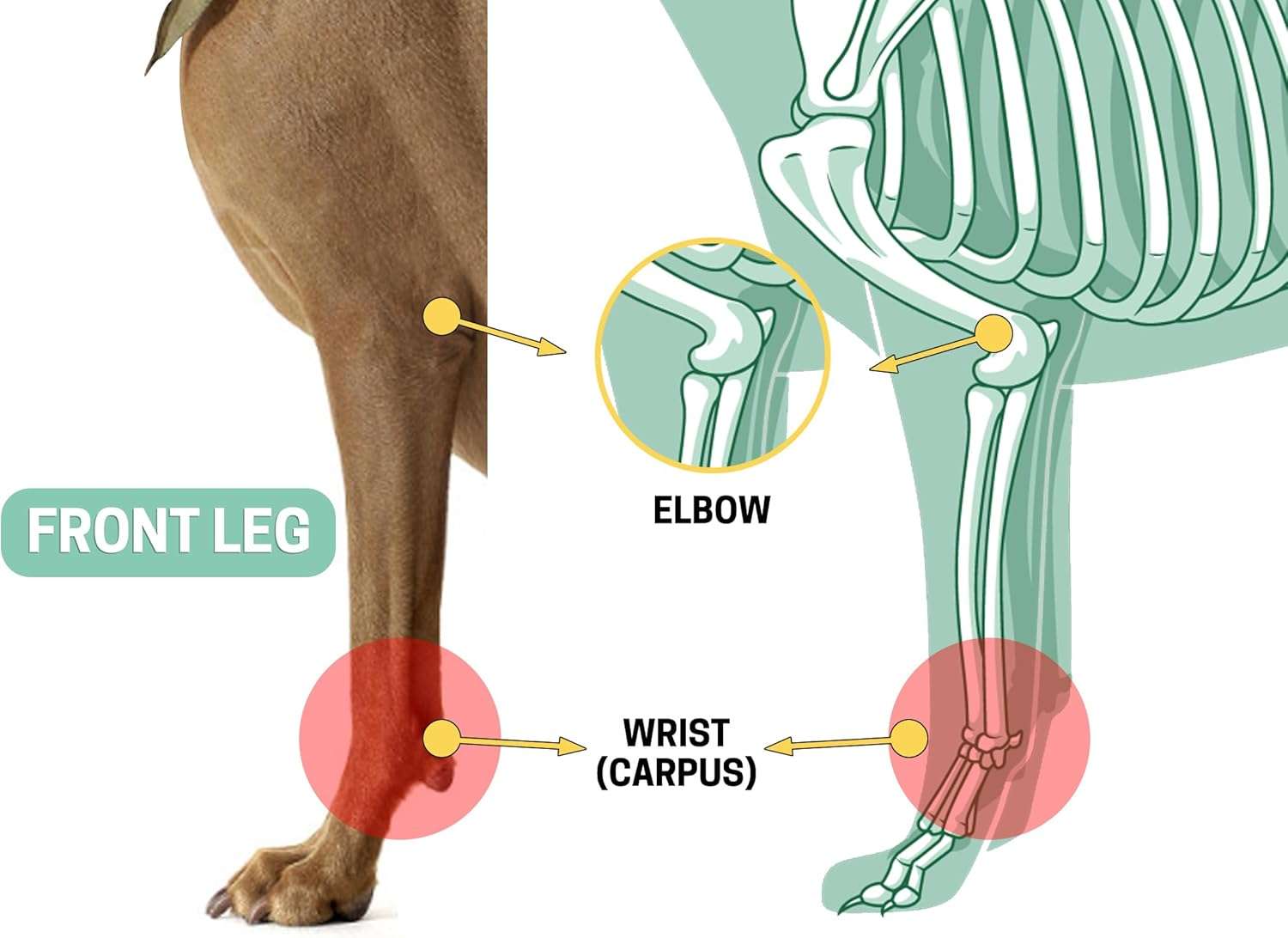 Ferula ortopedica perro pata delantera muñequera carpo soporte metal artritis