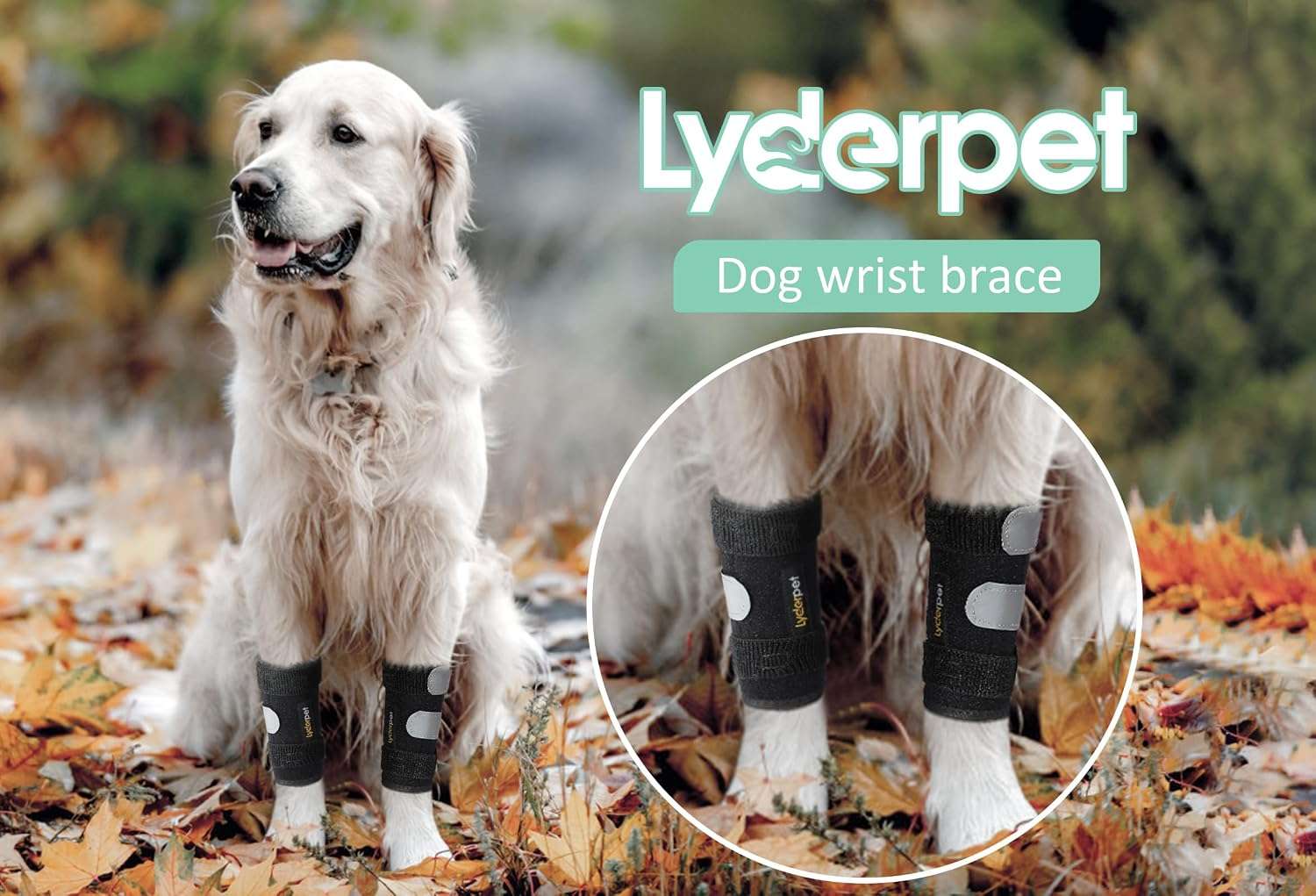 Ferula ortopedica perro pata delantera muñequera carpo soporte metal artritis
