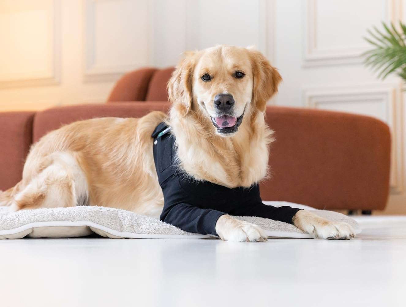Manga recuperacion pata delantera perro anti lamido alternativa cono isabelino suitical