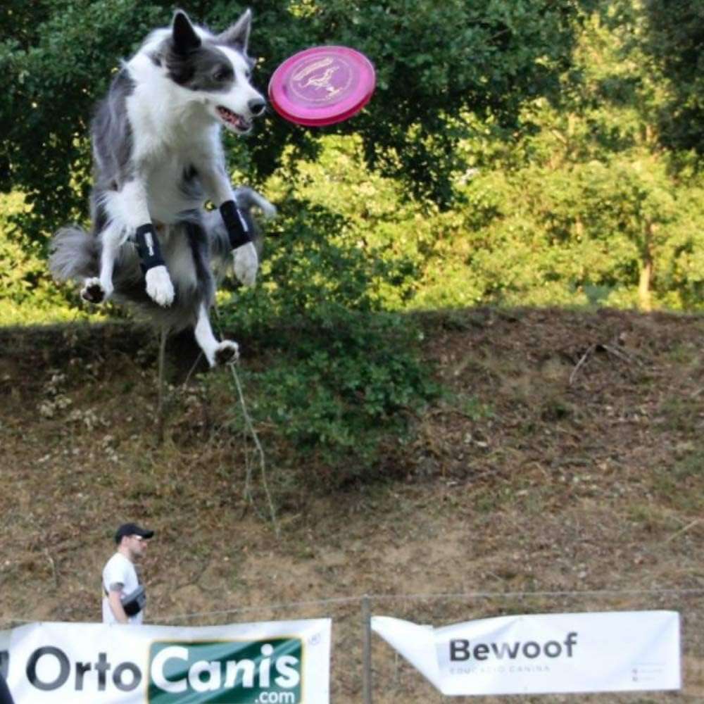 Muñequera ortopedica perro carpo termica neopreno artritis ligamentos pata delantera