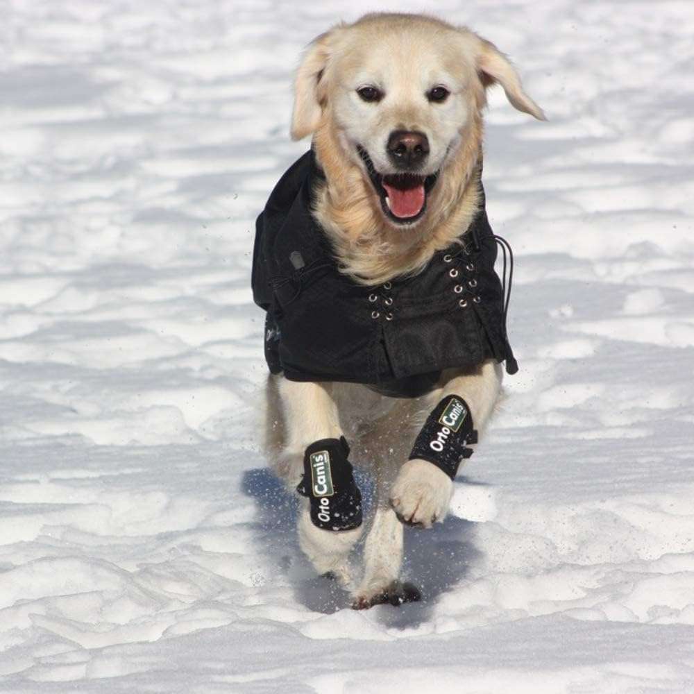 Muñequera ortopedica perro carpo termica neopreno artritis ligamentos pata delantera