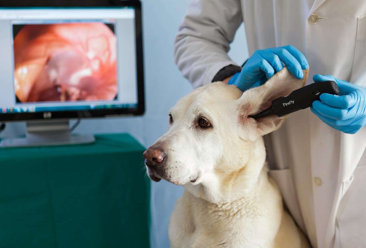 Otoscopio de video digital veterinario inalambrico con conexion a pc para examenes de oidos y piel.