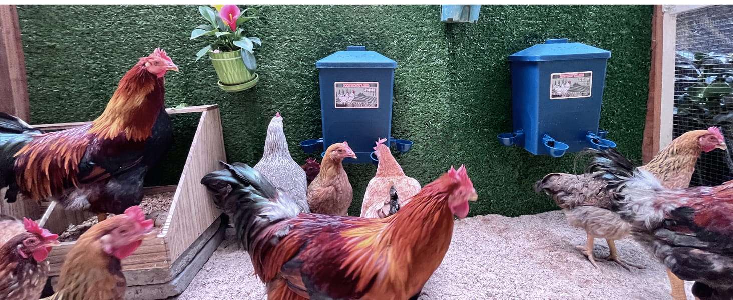 Pack de 2 bebederos de 15 litros cada uno para gallinas con tazas automaticas y sistema colgante.