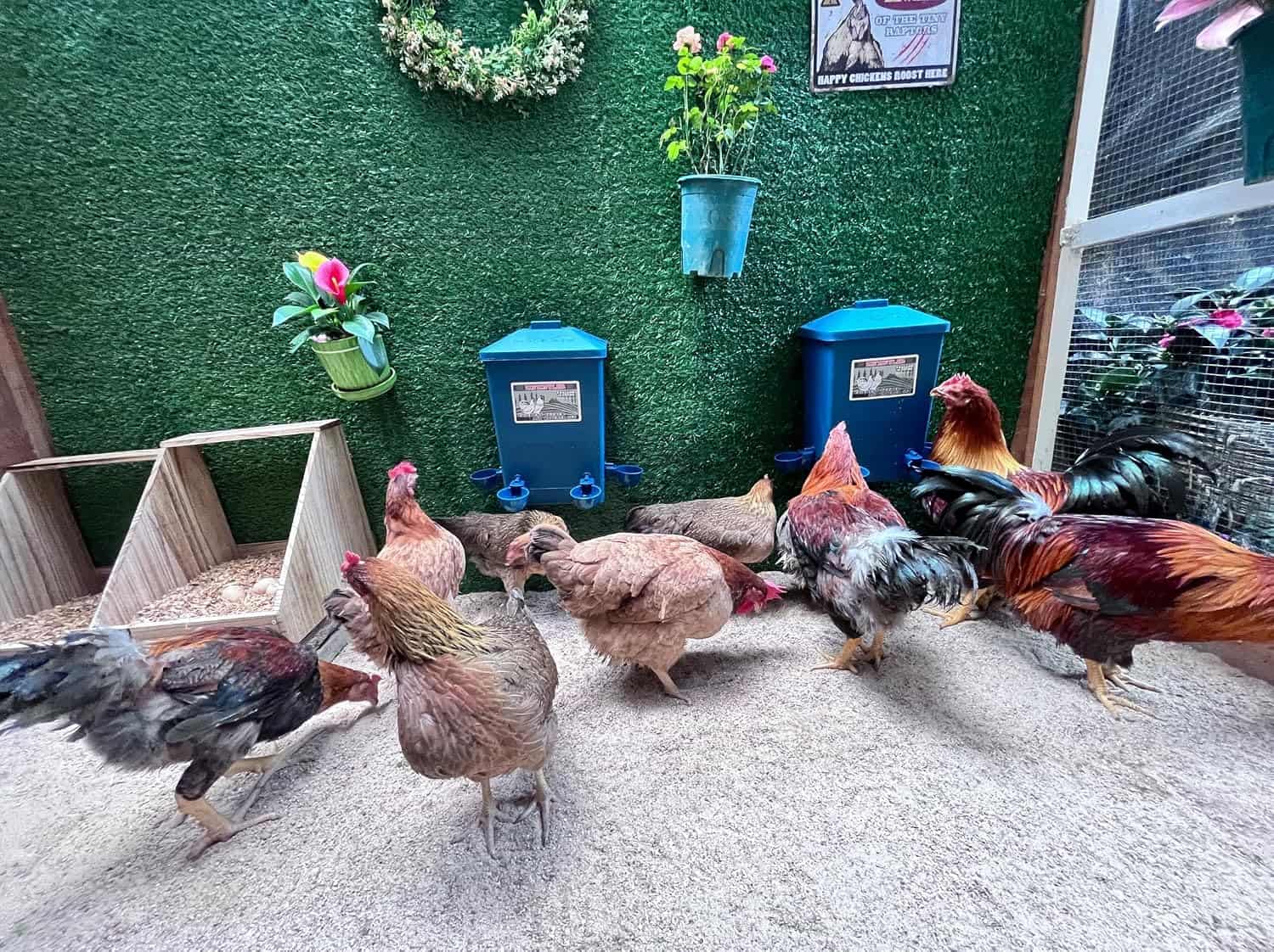 Pack de 2 bebederos de 15 litros cada uno para gallinas con tazas automaticas y sistema colgante.