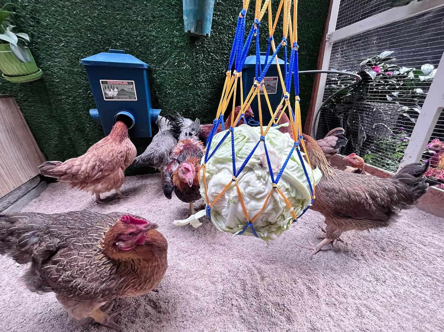 Pack de 2 bebederos de 15 litros cada uno para gallinas con tazas automaticas y sistema colgante.