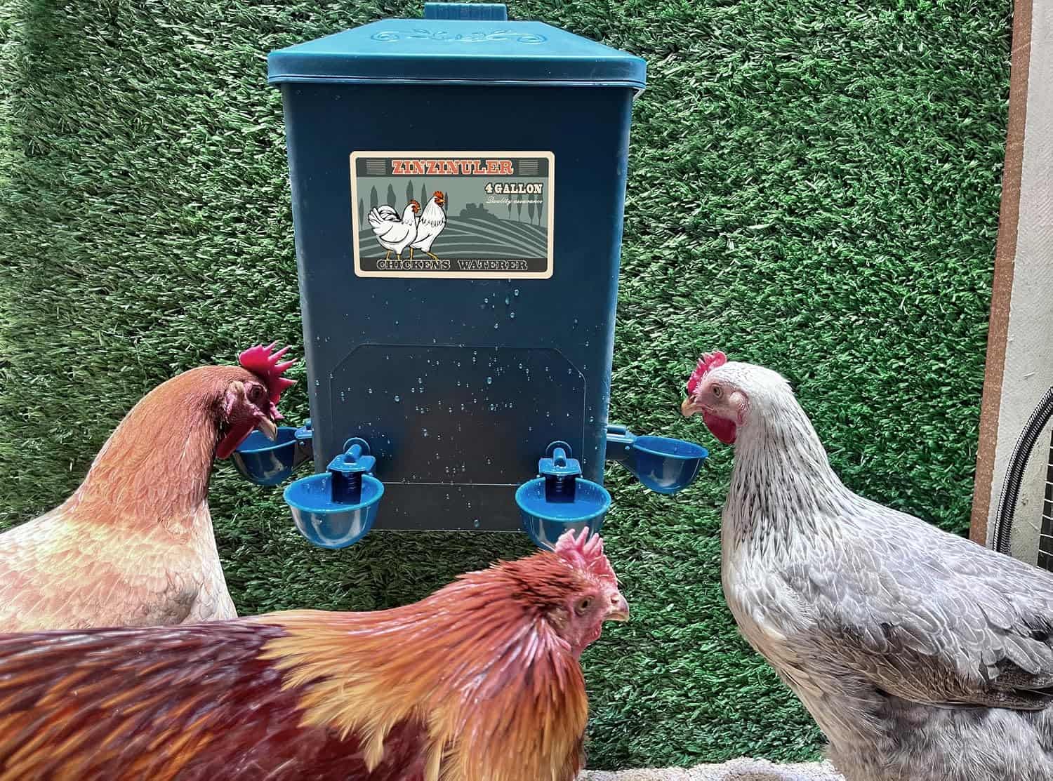 Pack de 2 bebederos de 15 litros cada uno para gallinas con tazas automaticas y sistema colgante.