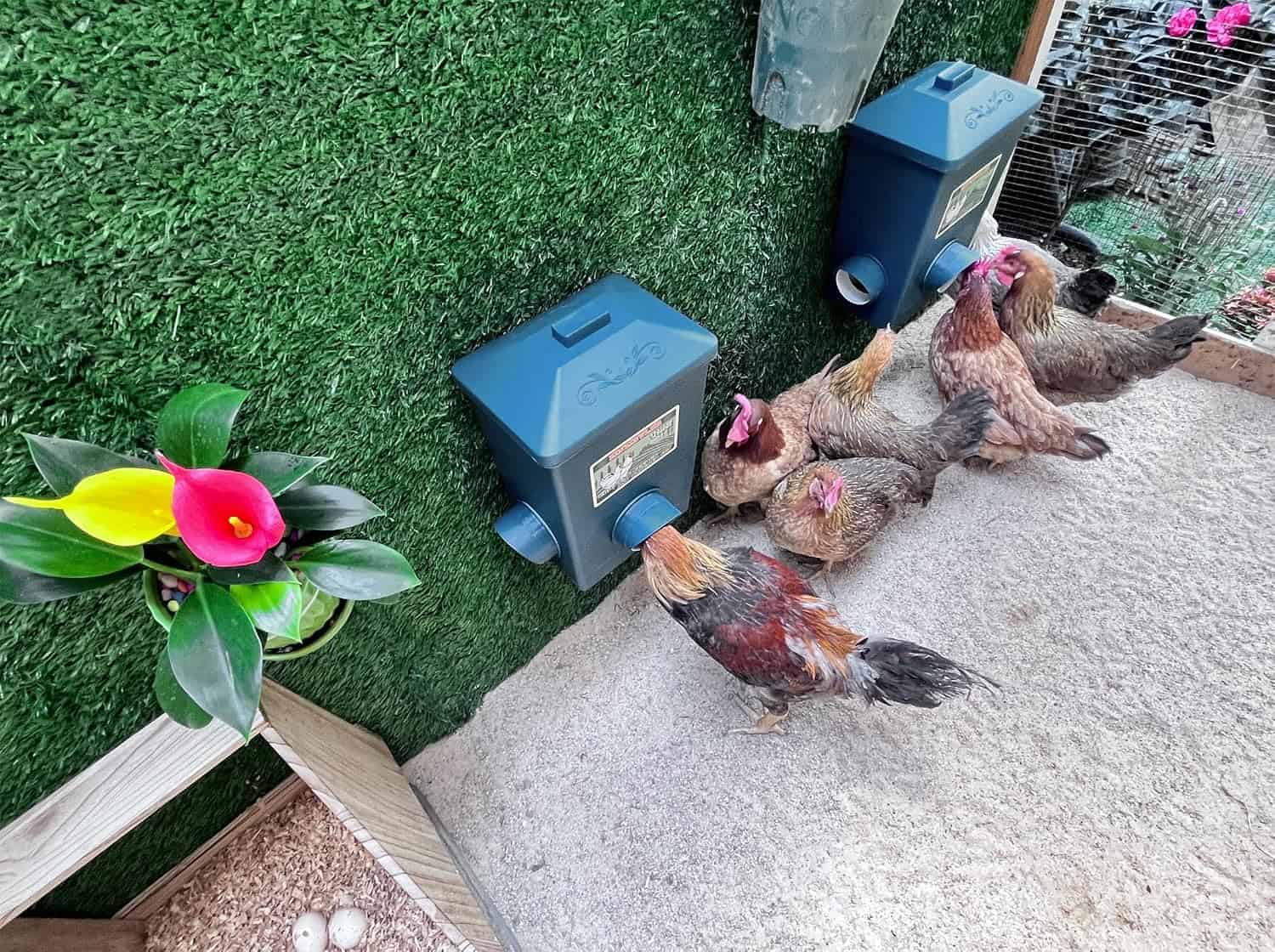 Pack de 2 comederos de 7 kg cada uno para gallinas anti lluvia y anti desperdicio montaje colgante.