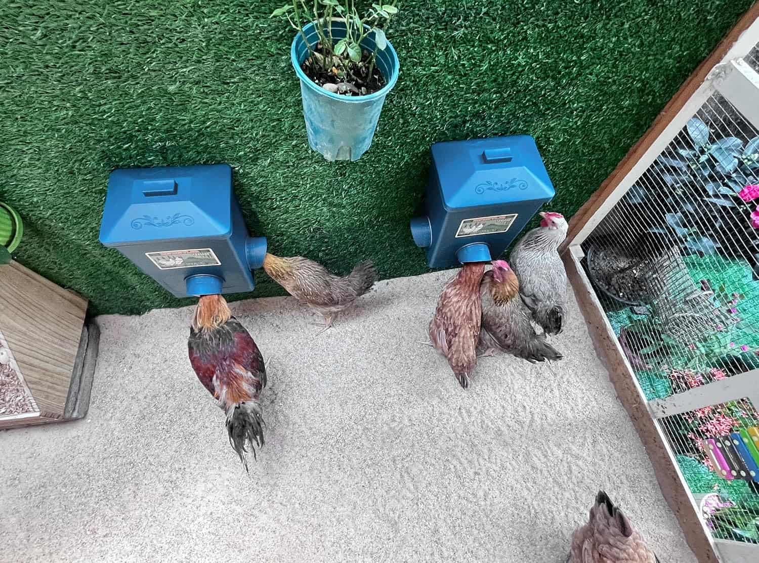 Pack de 2 comederos de 7 kg cada uno para gallinas anti lluvia y anti desperdicio montaje colgante.