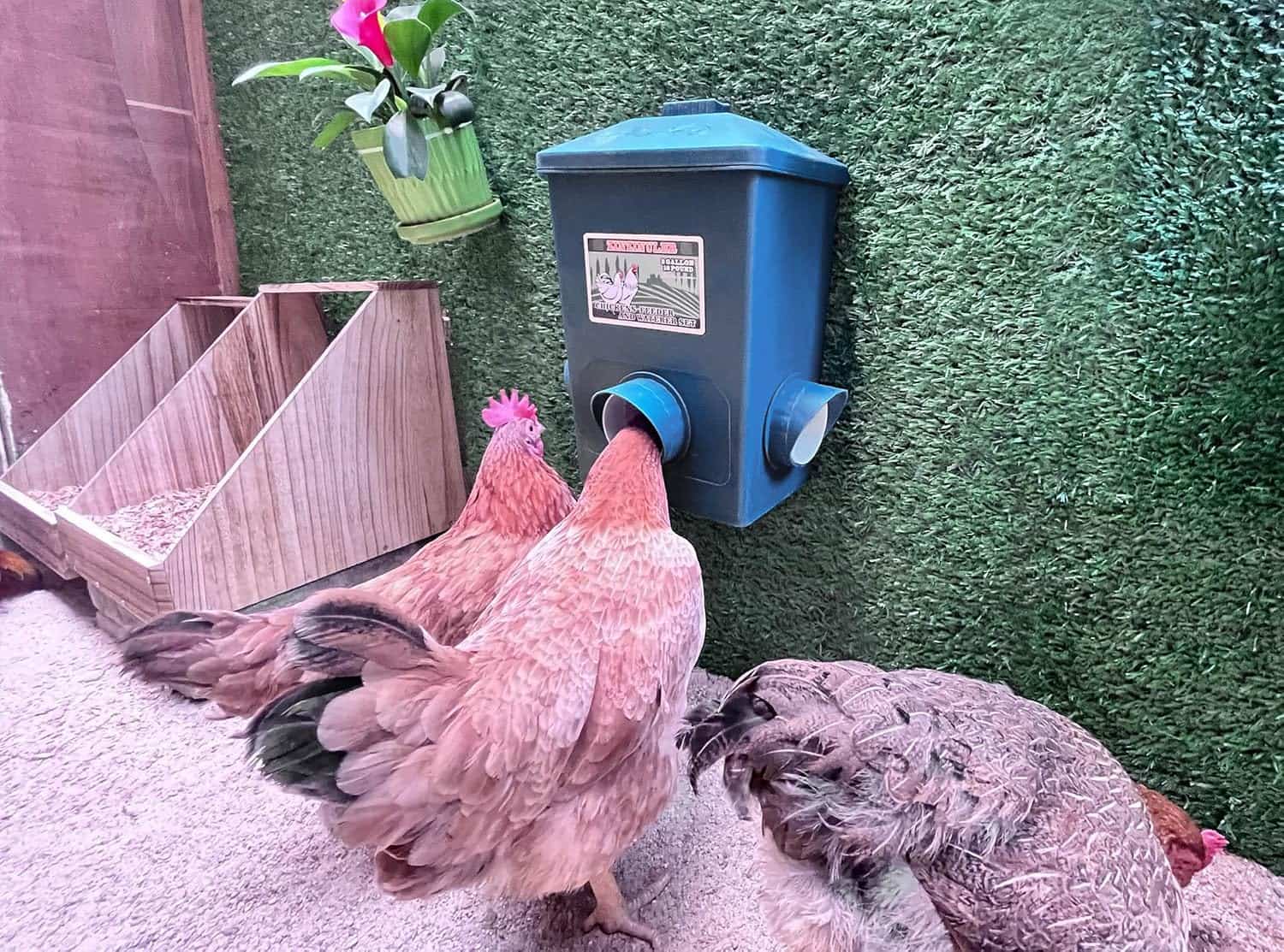 Pack de 2 comederos de 7 kg cada uno para gallinas anti lluvia y anti desperdicio montaje colgante.