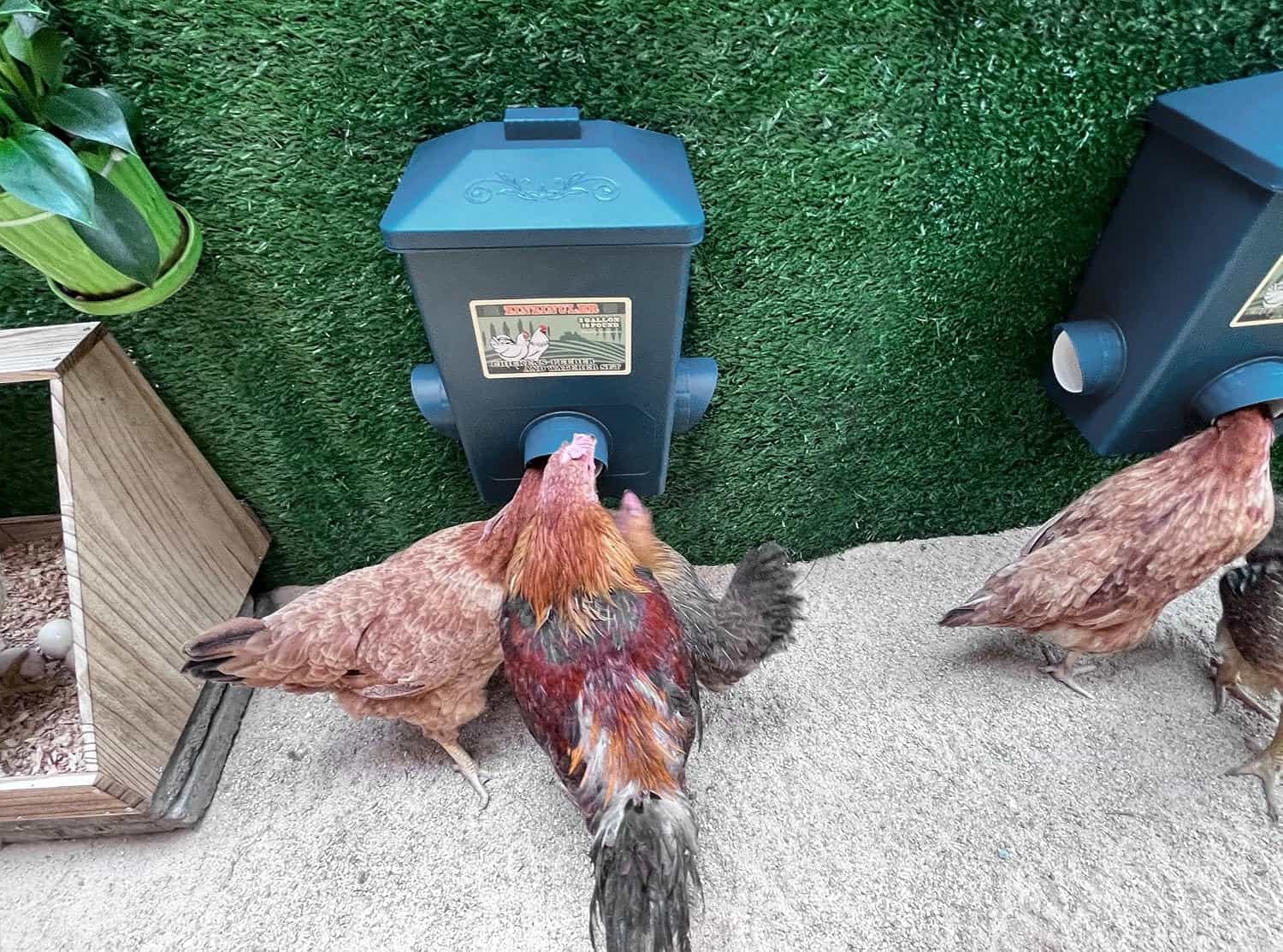 Pack de 2 comederos de 7 kg cada uno para gallinas anti lluvia y anti desperdicio montaje colgante.