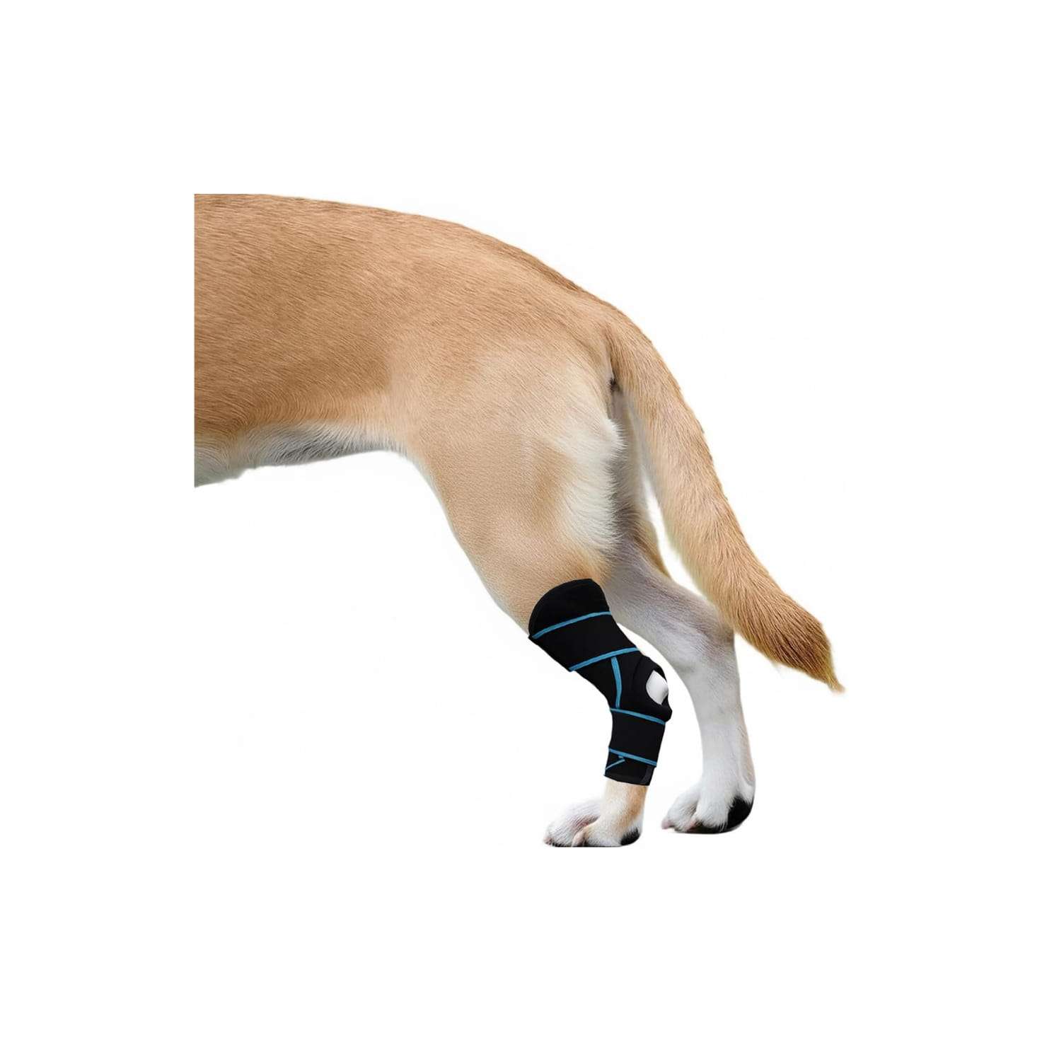 Rodillera ortopedica perro ligamento cruzado ACL rotula abierta neopreno tallas M y L