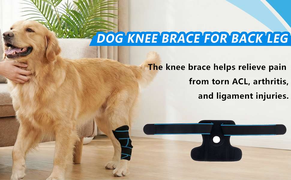 Rodillera ortopedica perro ligamento cruzado ACL rotula abierta neopreno tallas M y L