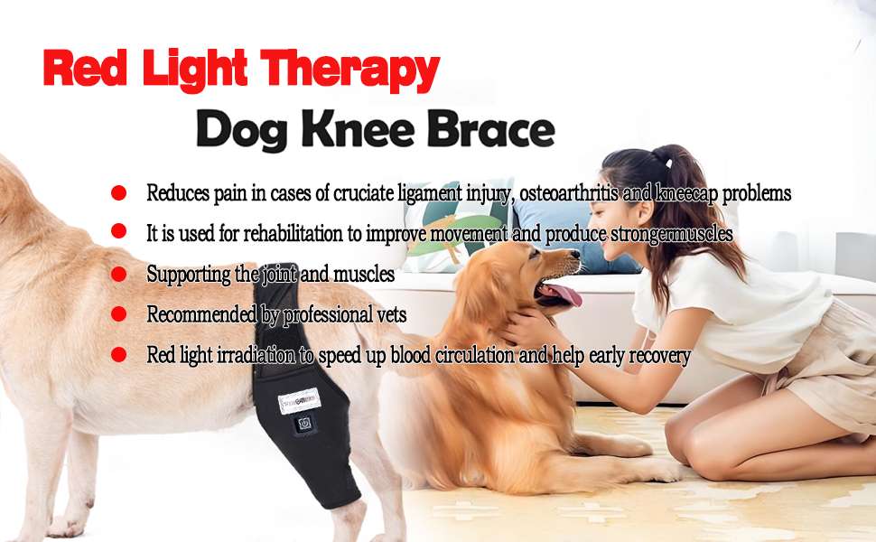 Rodillera perro luz roja infrarroja terapia artritis ligamentos desgarro recuperacion