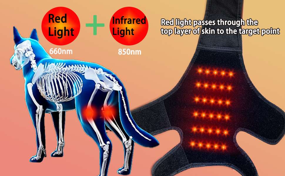 Rodillera perro luz roja infrarroja terapia artritis ligamentos desgarro recuperacion