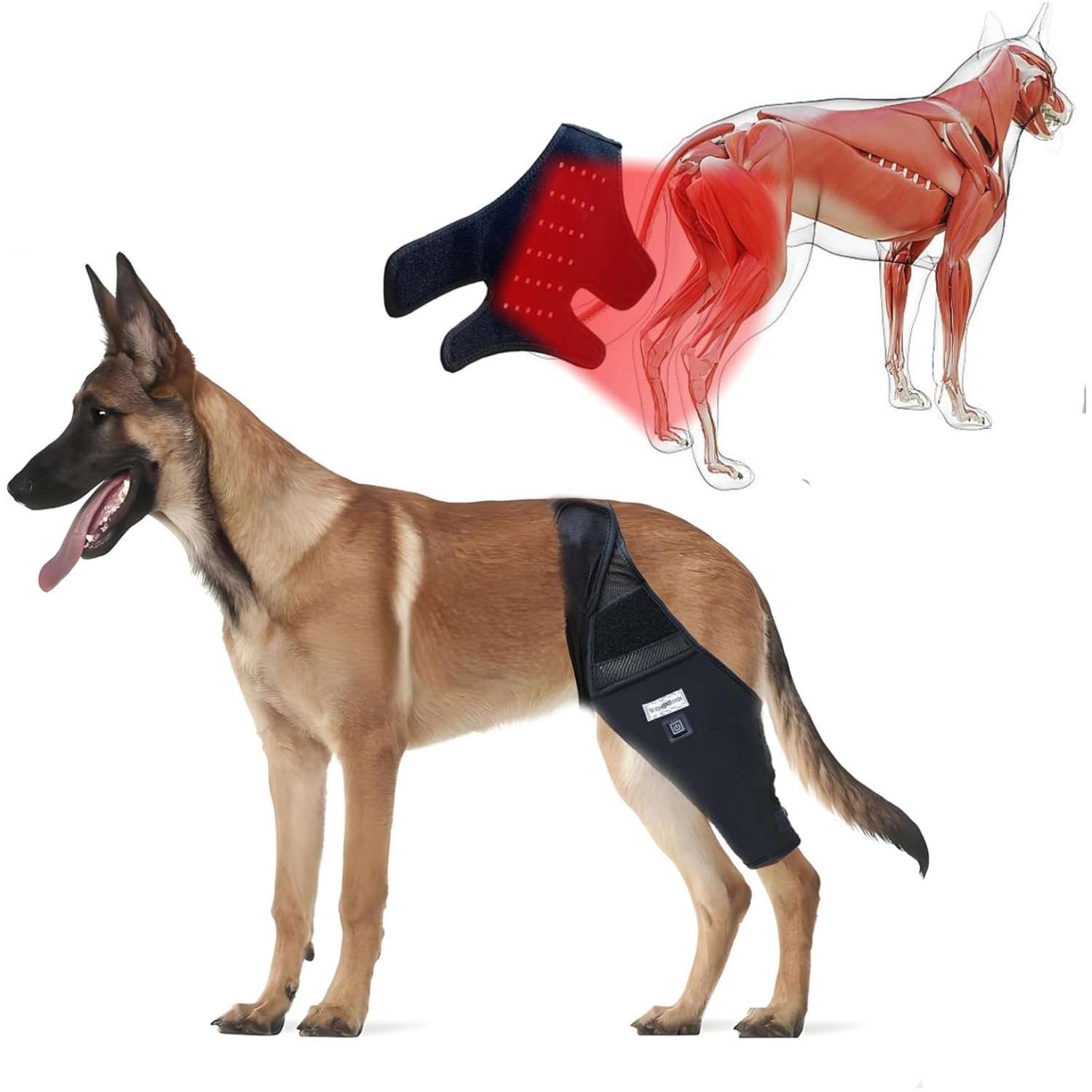 Rodillera perro luz roja infrarroja terapia artritis ligamentos desgarro recuperacion