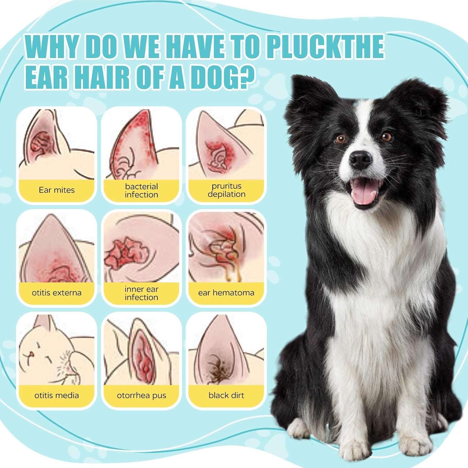 Kit de depilacion de orejas para perros poodle y schnauzer con polvo y pinzas hemostaticas