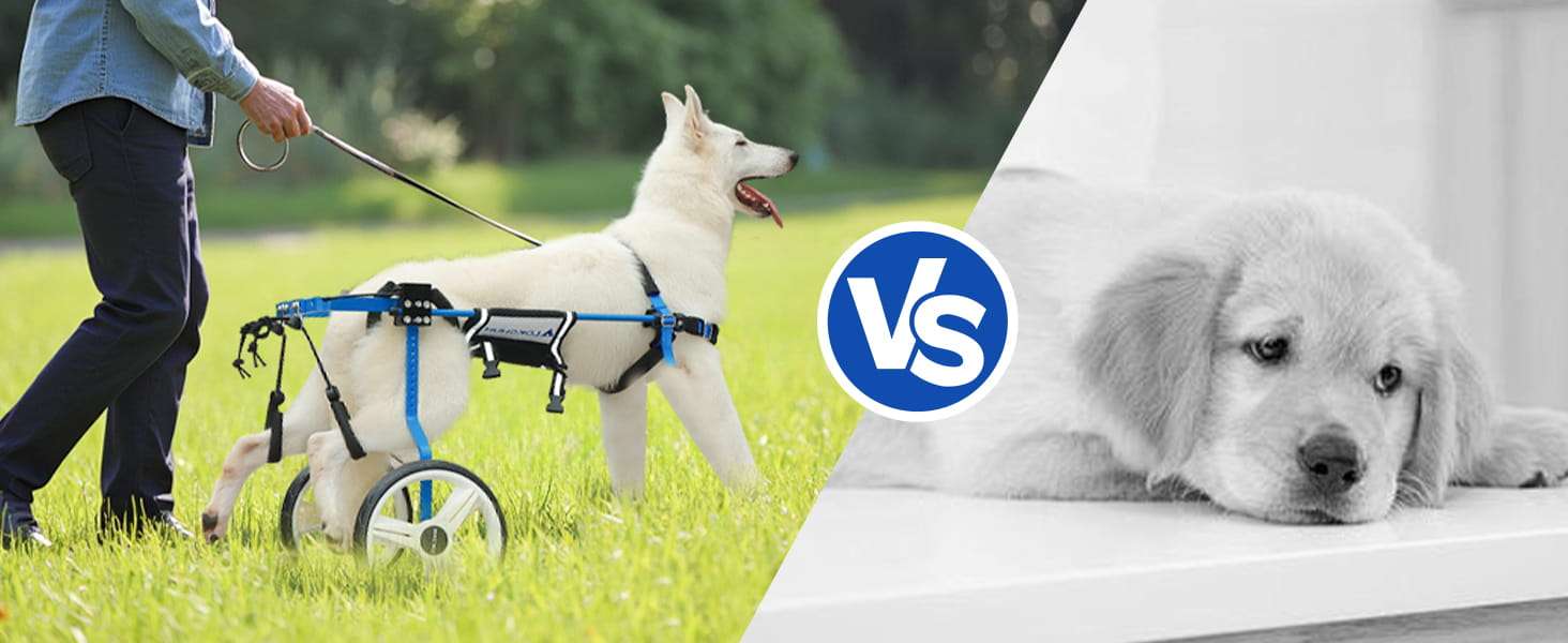 Silla ruedas perro grande reforzada metal macizo ruedas 30cm soporte 70kg pastor aleman
