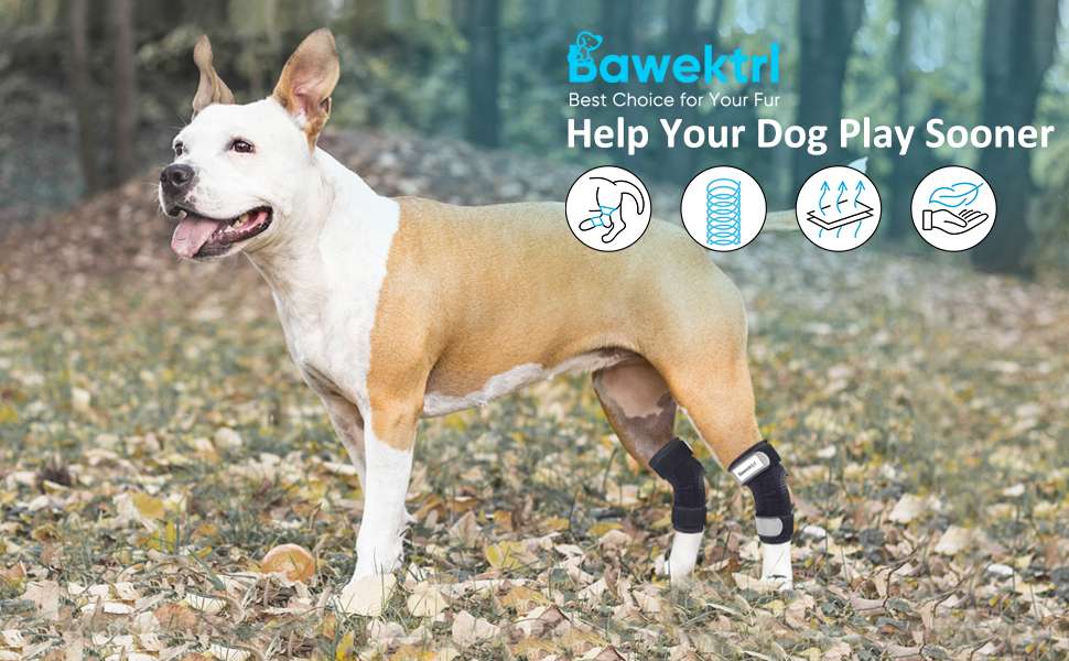 Ferula ortopedica perro pata trasera tobillo corvejon soporte metal artritis