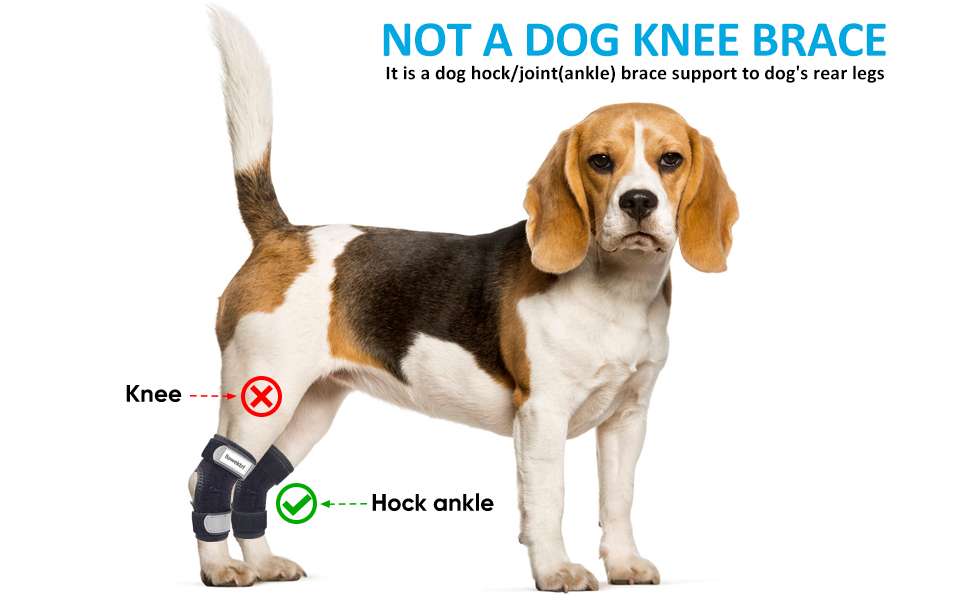 Ferula ortopedica perro pata trasera tobillo corvejon soporte metal artritis