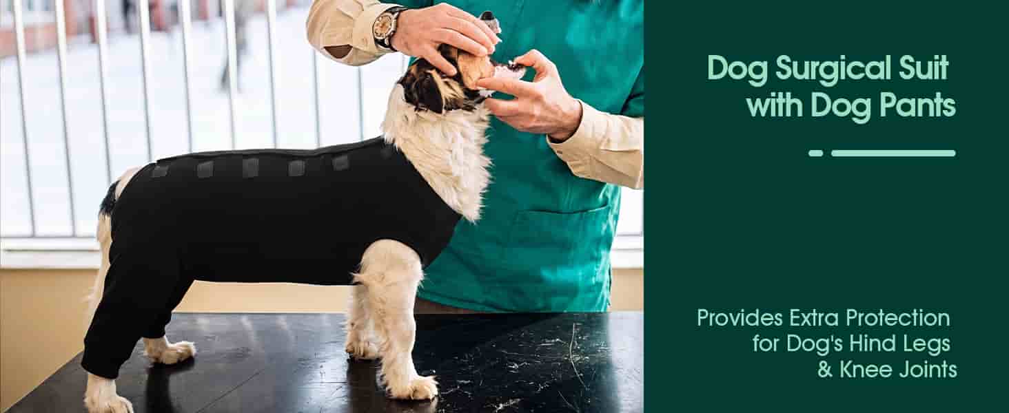 Traje recuperacion perro patas traseras pantalon post operatorio alternativa cono collar isabelino
