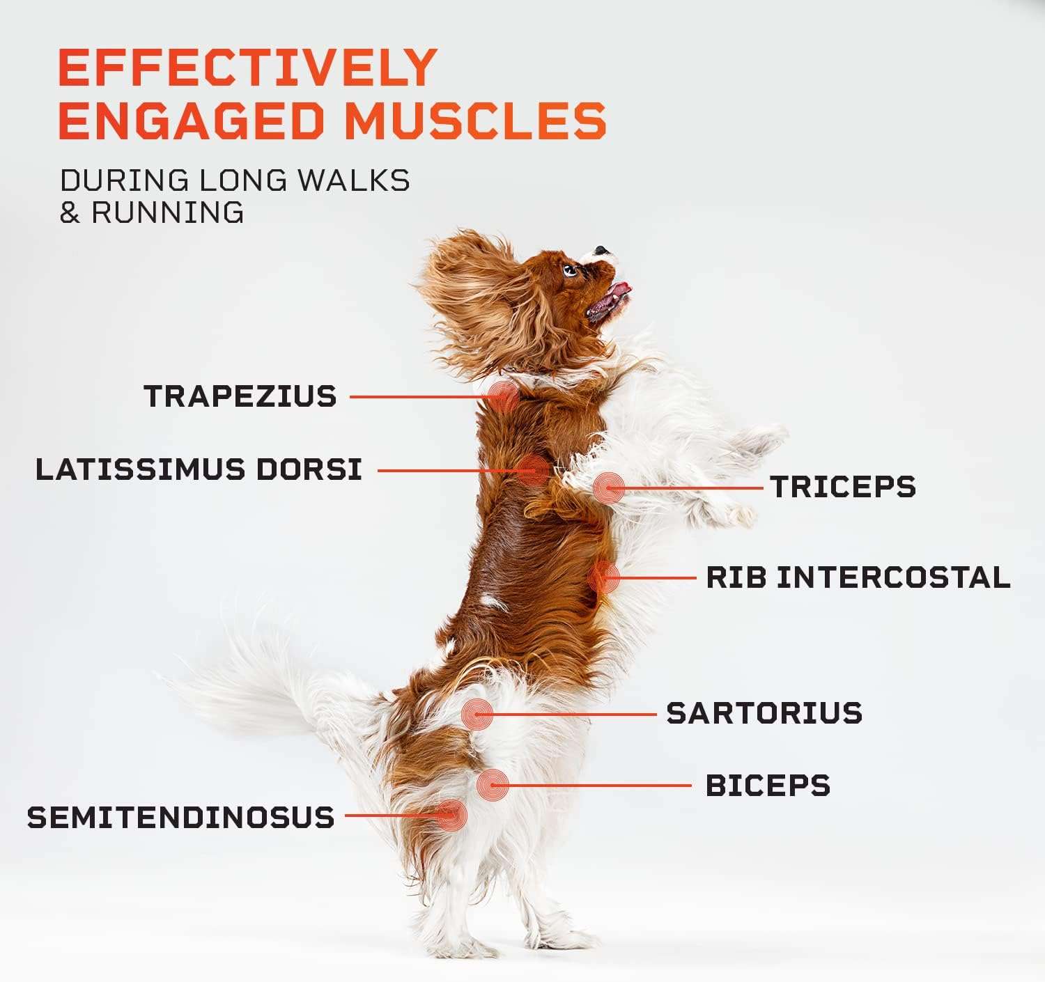 Trotadora electrica para perros pequeños y medianos silenciosa con control remoto pawrunner