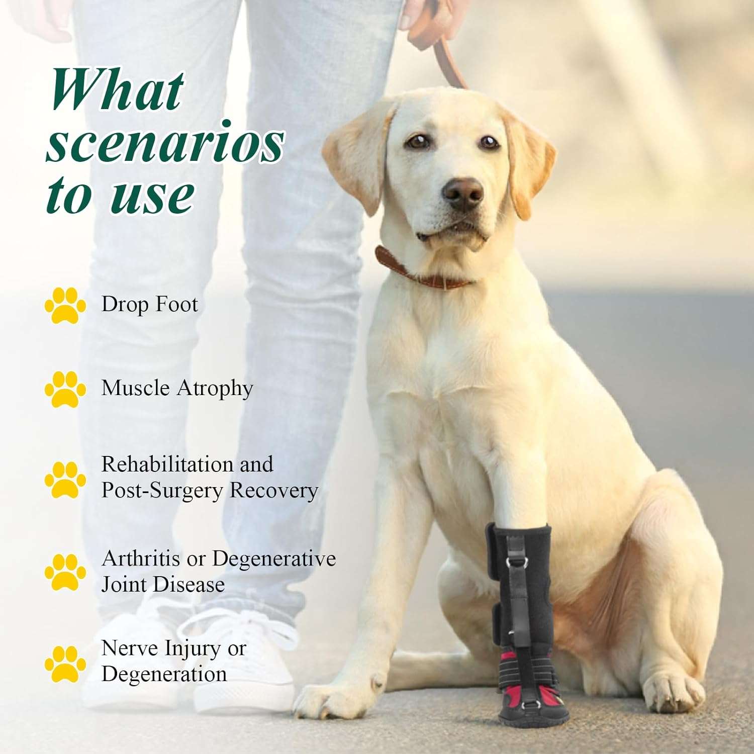 Zapato ortopedico perro anti arrastre pie caido knuckling corrector pisada IVDD artritis