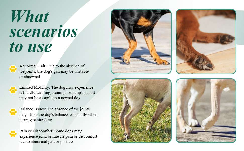 Zapato ortopedico perro anti arrastre pie caido knuckling corrector pisada IVDD artritis