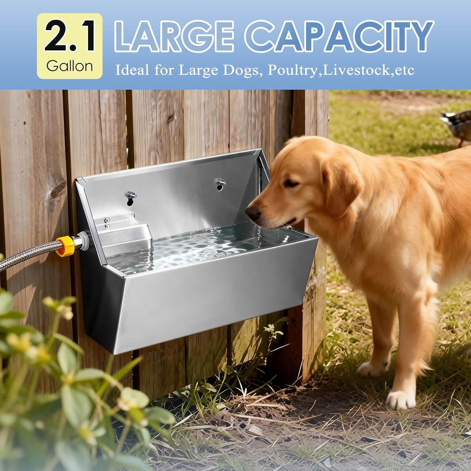 Bebedero automatico de acero inoxidable de 8 litros para perros y animales de granja instalado en la pared.