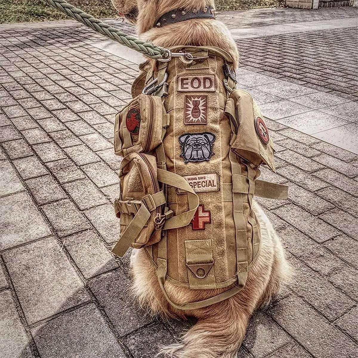 arnes tactico resistente para perros con bolsas molle y correa elastica ideal para entrenamiento en chile