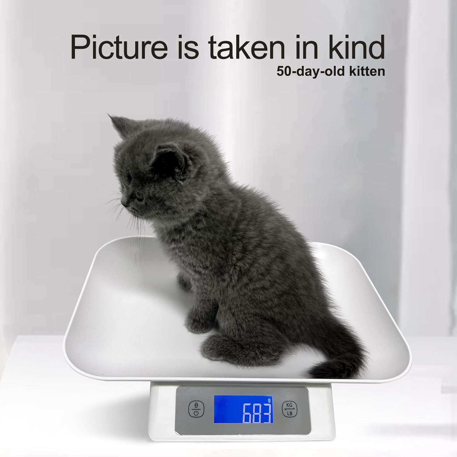 bascula digital amarilla para mascotas pequeñas con capacidad de 15 kilos y bandeja de 33 por 23 centimetros ideal para chile