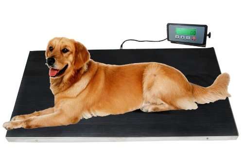 pesa veterinaria digital de 300 kilos con plataforma de acero inoxidable de 94 por 51 centimetros ideal para chile