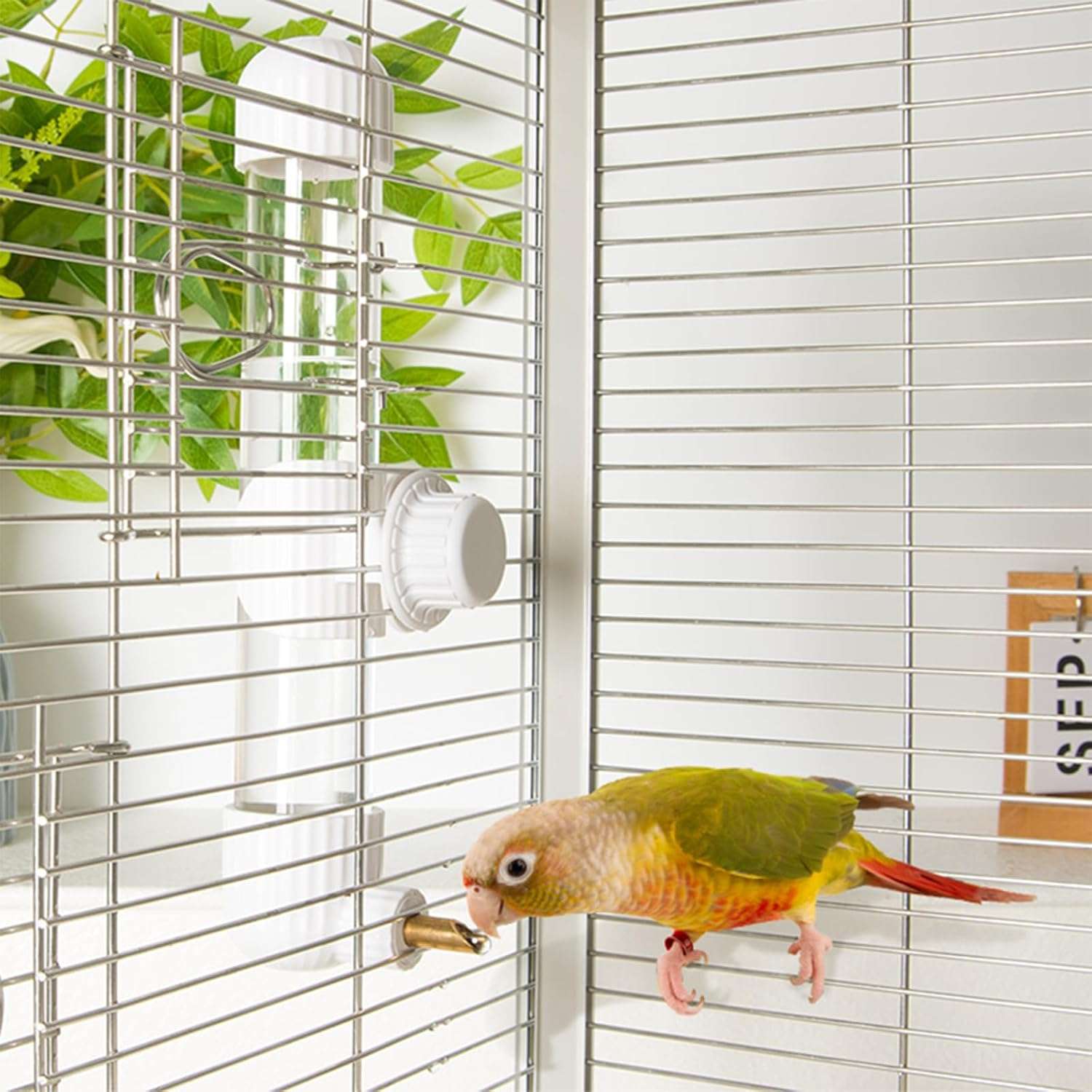 Bebedero Automatico Antiderrames Para Pajaros Y Loros - Imagen 8